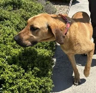 An adult medium-sized male Brown / Chocolate Hound dog named Fluffy for adoption in Maryville, TN