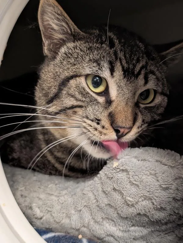 An adult medium-sized male Domestic Short Hair cat named Maximus for adoption in El Cajon, CA