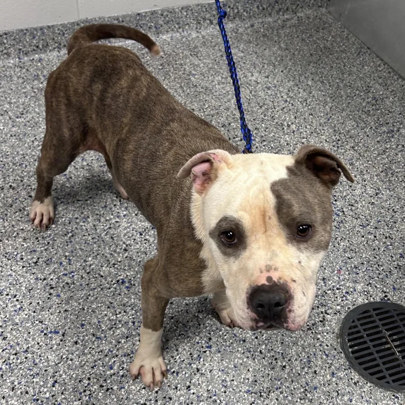 An adult medium-sized male Gray / Blue / Silver American Staffordshire Terrier dog named Westie for adoption in Greenville, SC