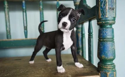 Nala