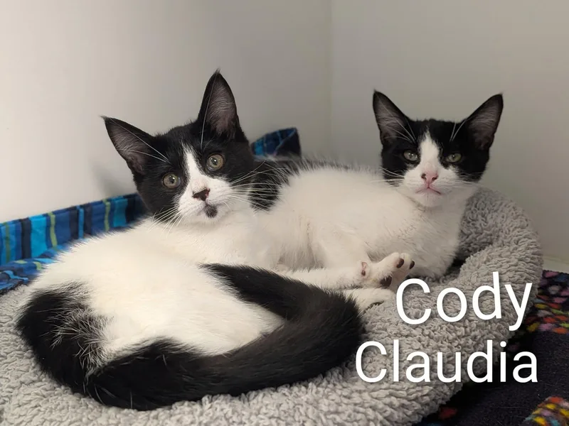 A baby small-sized male Black & White / Tuxedo Domestic Short Hair cat named Cody & Claudia for adoption in Flint, MI