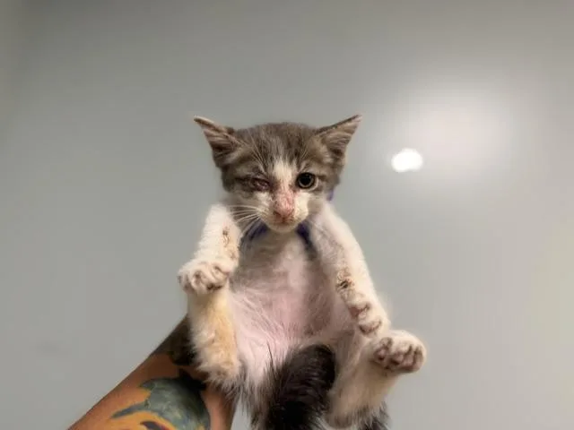 A baby small-sized male Domestic Medium Hair cat named Zim for adoption in Miami, FL