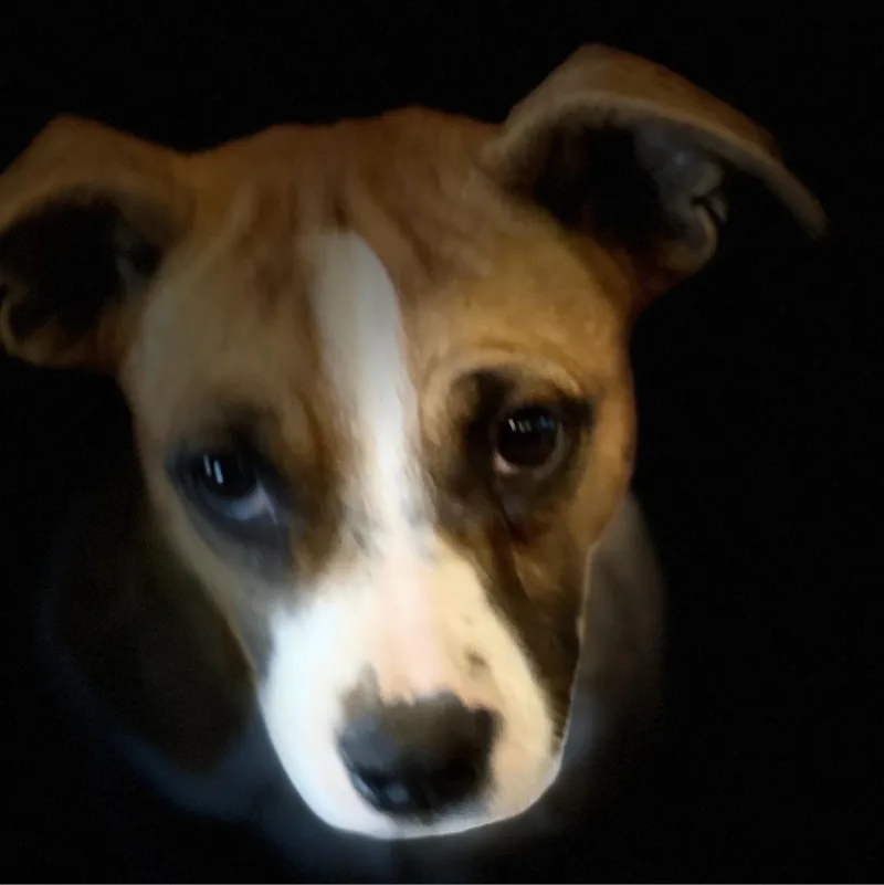 Ivy Belle thumbnail 2