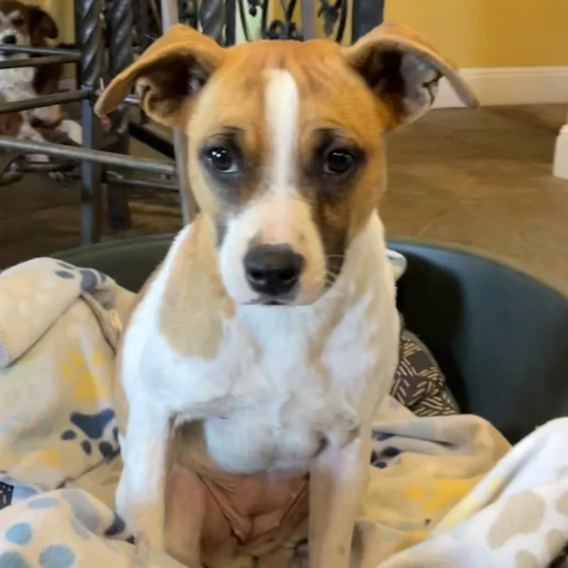 Ivy Belle thumbnail 3