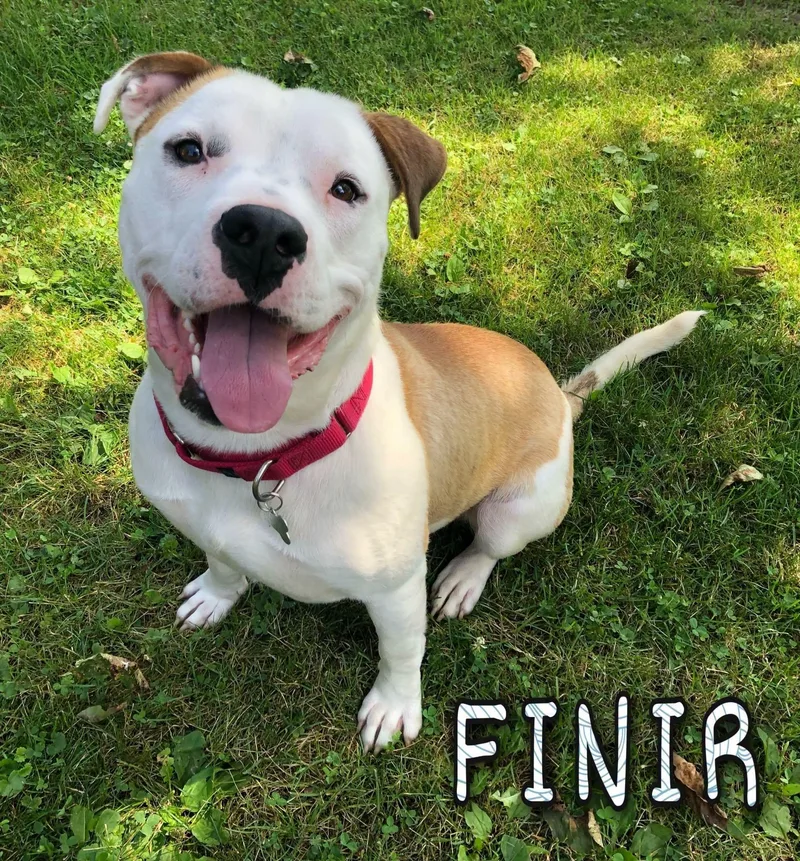 An adult large-sized male White / Cream Pit Bull Terrier dog named Finir for adoption in Merrillville, IN