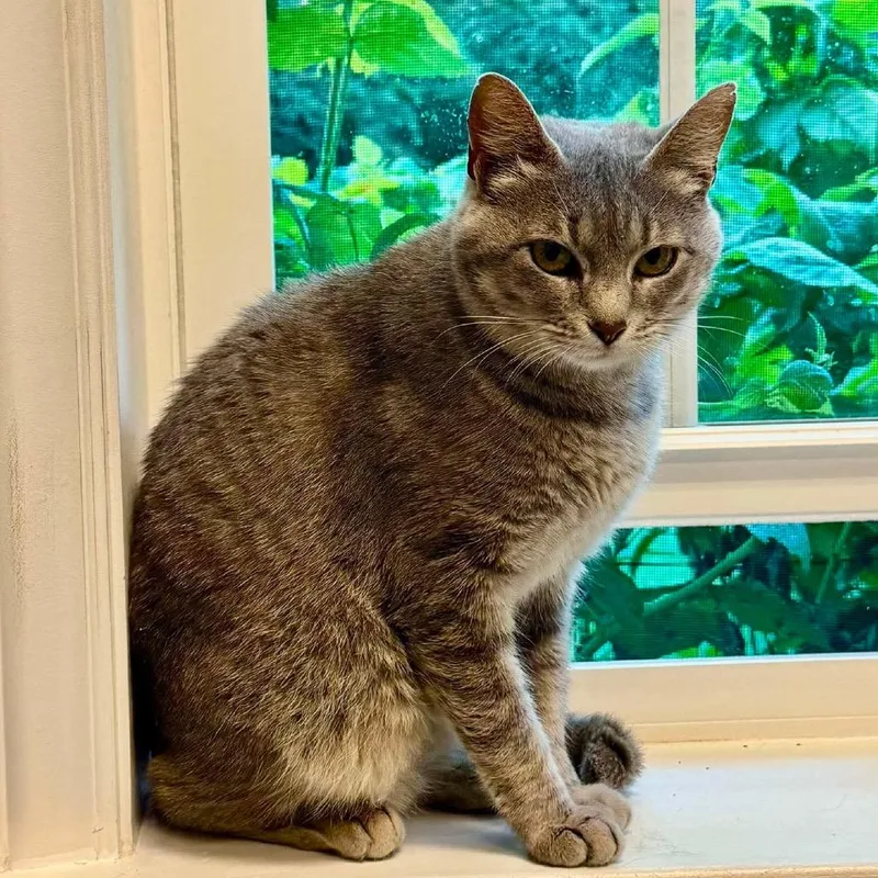 A young small-sized female Gray / Blue / Silver Domestic Short Hair cat named Peach for adoption in Brevard, NC