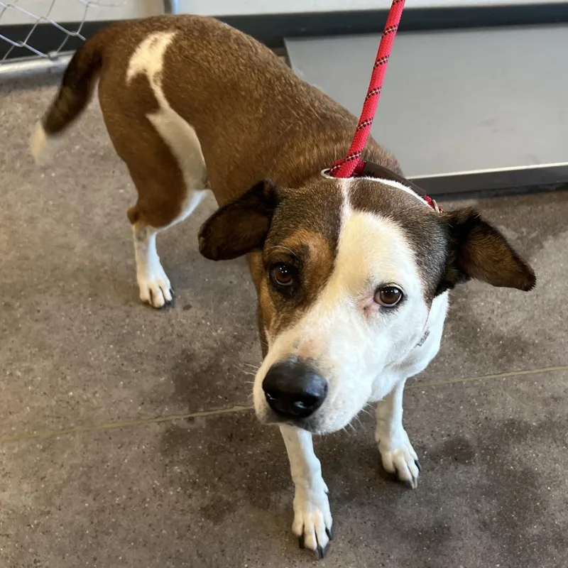 An adult medium-sized female White / Cream Mixed Breed dog named Baby Gurl for adoption in Las Cruces, NM