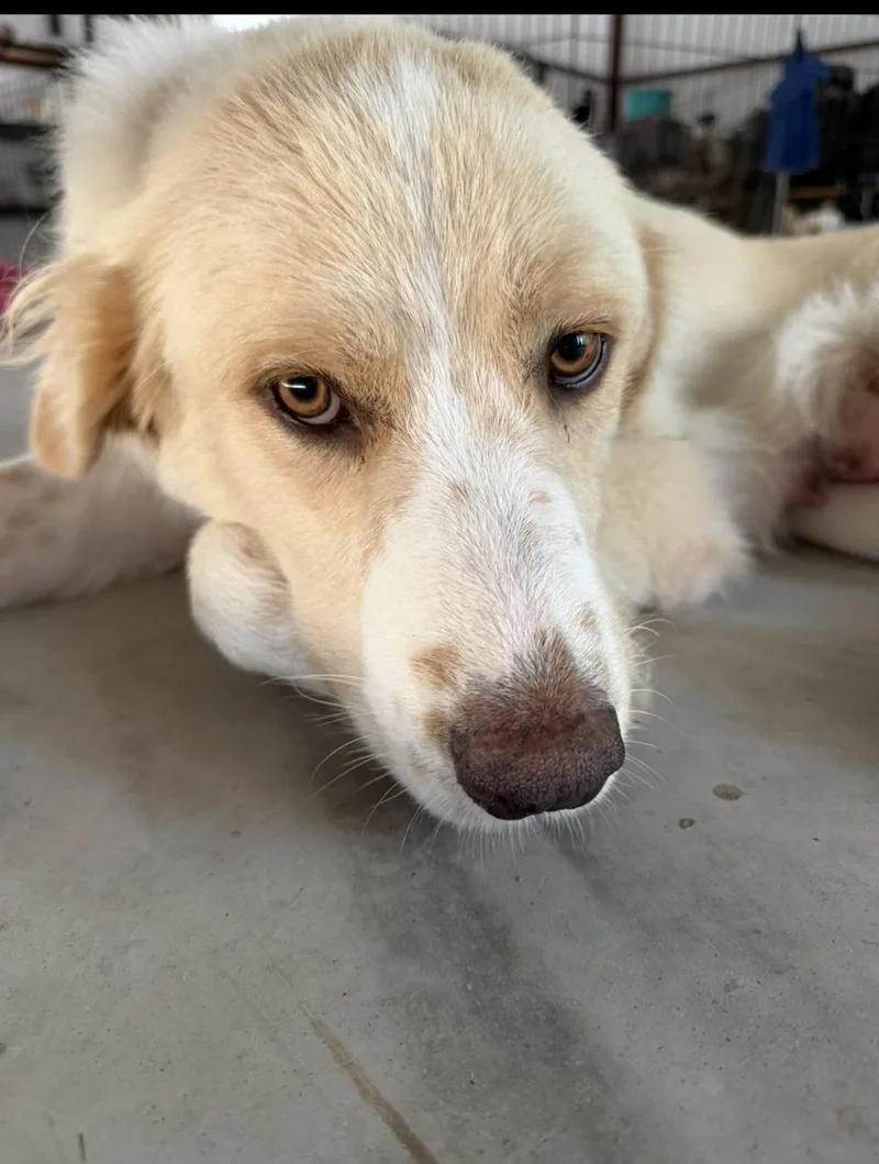 A young large-sized female Great Pyrenees dog named Astra HTX for adoption in Quinlan, TX