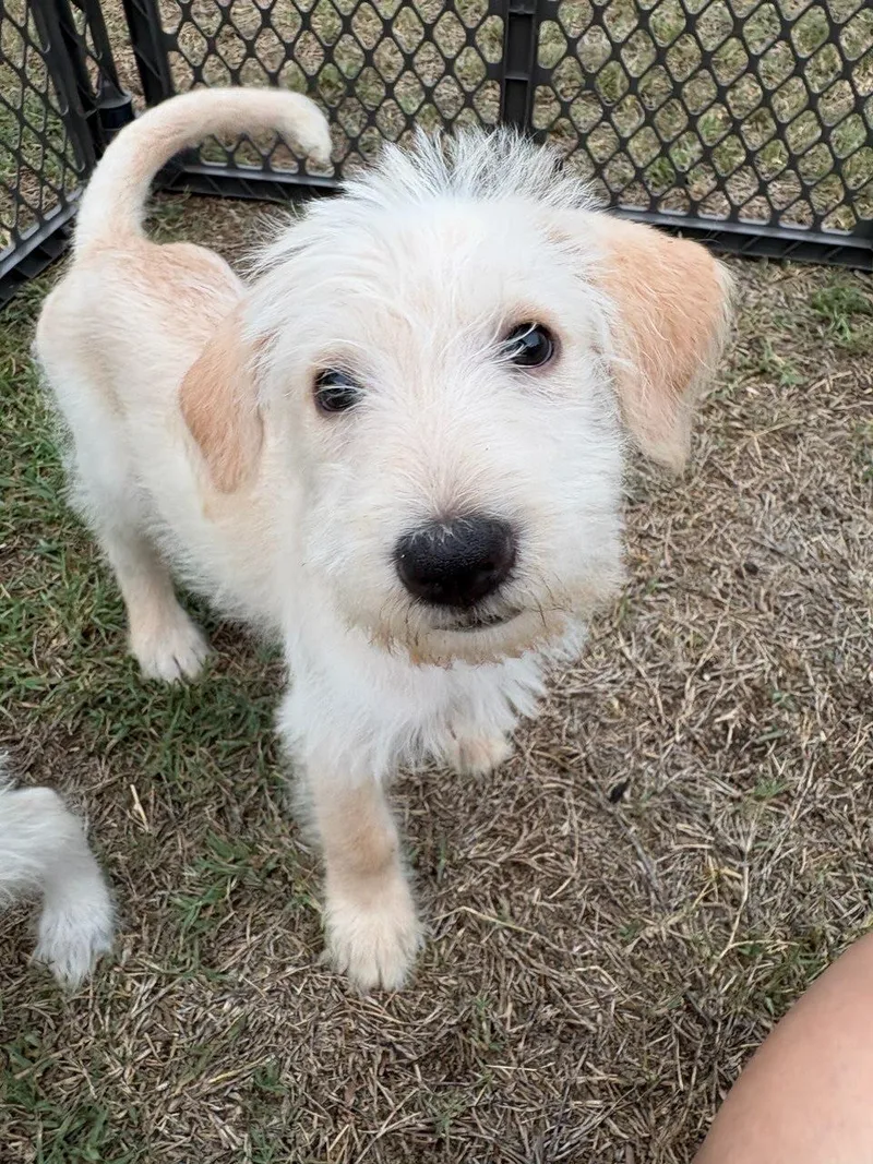 A baby medium-sized male Labradoodle dog named Grover for adoption in San Diego, CA