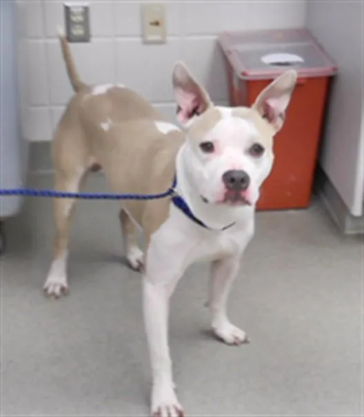 A young large-sized male Boxer dog named Cairo for adoption in Omaha, NE