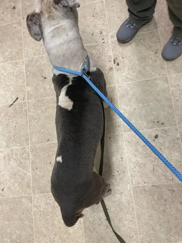 An adult large-sized female White / Cream Mixed Breed dog named Thumbelina for adoption in Cincinnati, OH
