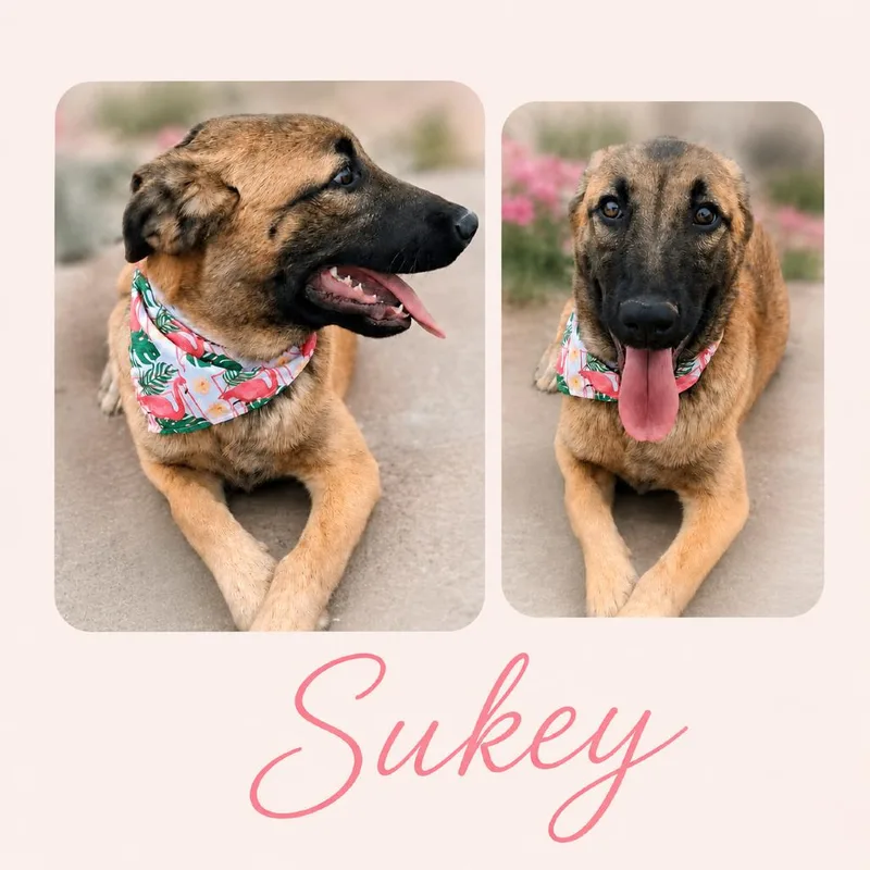 A baby large-sized female Yellow / Tan / Blond / Fawn Belgian Shepherd / Malinois dog named Sukey for adoption in Lakewood, CO