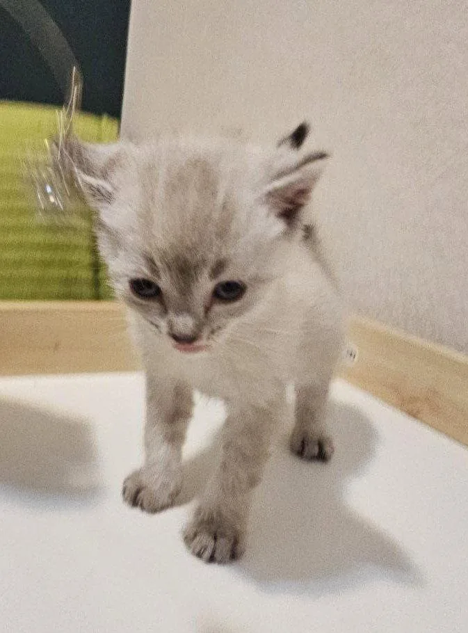A baby medium-sized male Siamese cat named Craps for adoption in Evergreen, CO