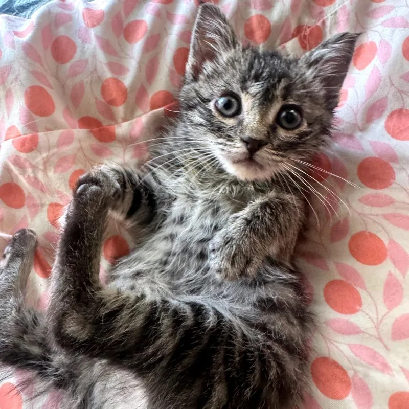 A baby small-sized female Black Domestic Short Hair cat named Eichel for adoption in Las Vegas, NV
