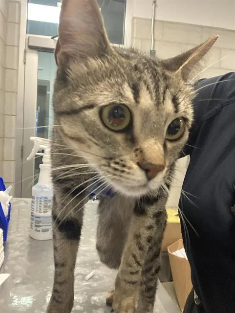 A young small-sized female Domestic Short Hair cat named Laila for adoption in Dallas, TX