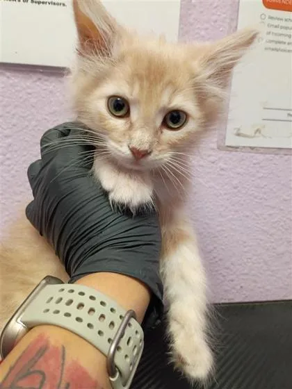 A baby small-sized male Orange / Red Domestic Medium Hair cat named 61133390 for adoption in El Paso, TX