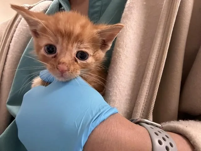 A baby small-sized male Domestic Long Hair cat named Wazowski for adoption in Riverside, CA