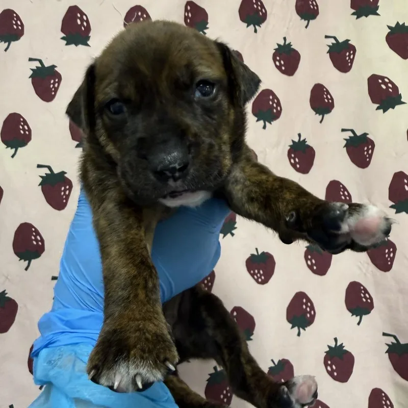 A baby small-sized female Terrier dog named Missie for adoption in San Antonio, TX