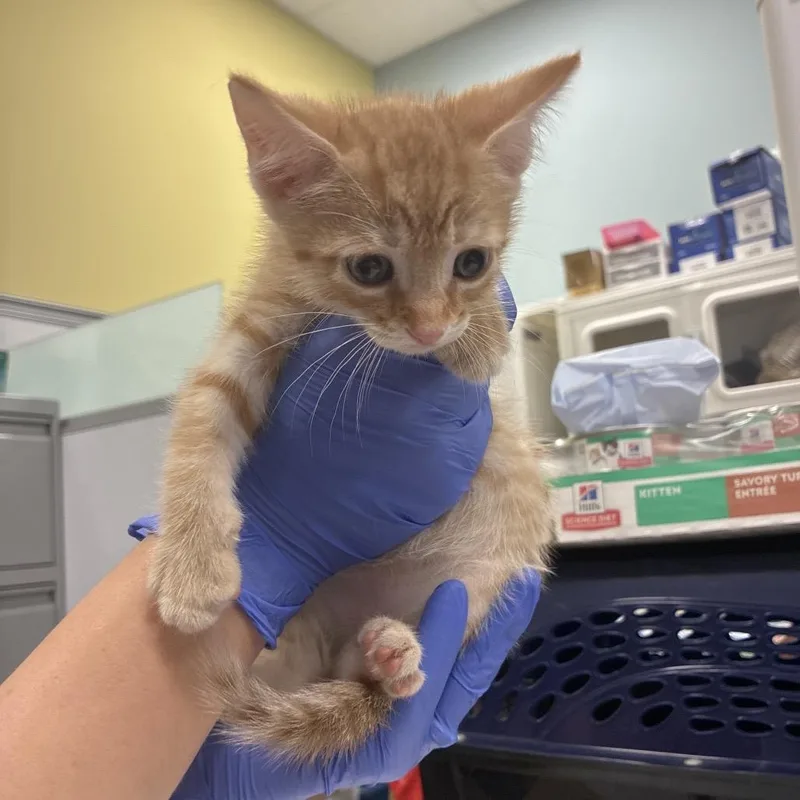 A baby small-sized male Orange / Red Domestic Short Hair cat named Prince Charming for adoption in Greensboro, NC