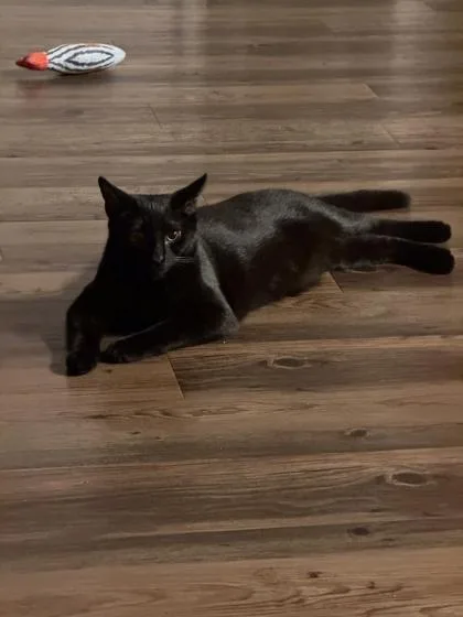 A young small-sized male Black Domestic Short Hair cat named Jax for adoption in Atlanta, GA