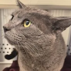 A young large-sized male Gray / Blue / Silver Domestic Short Hair cat named Dion for adoption in Norman, OK