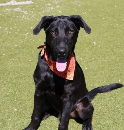 A baby medium-sized male Black Labrador Retriever dog named Tobin Athens for adoption in Rockaway, NJ