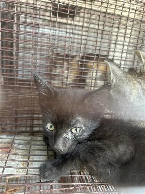 A baby small-sized male Domestic Short Hair cat named A for adoption in Houston, TX