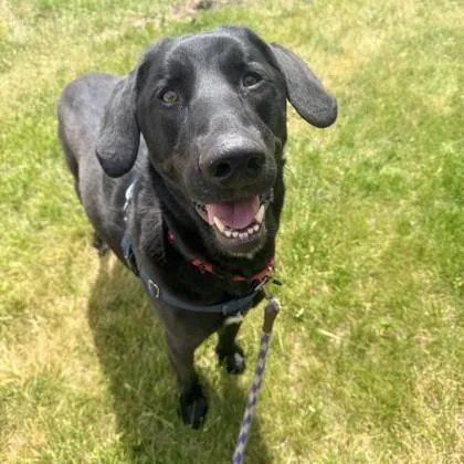 A senior large-sized male Labrador Retriever dog named Jax for adoption in Wheaton, IL