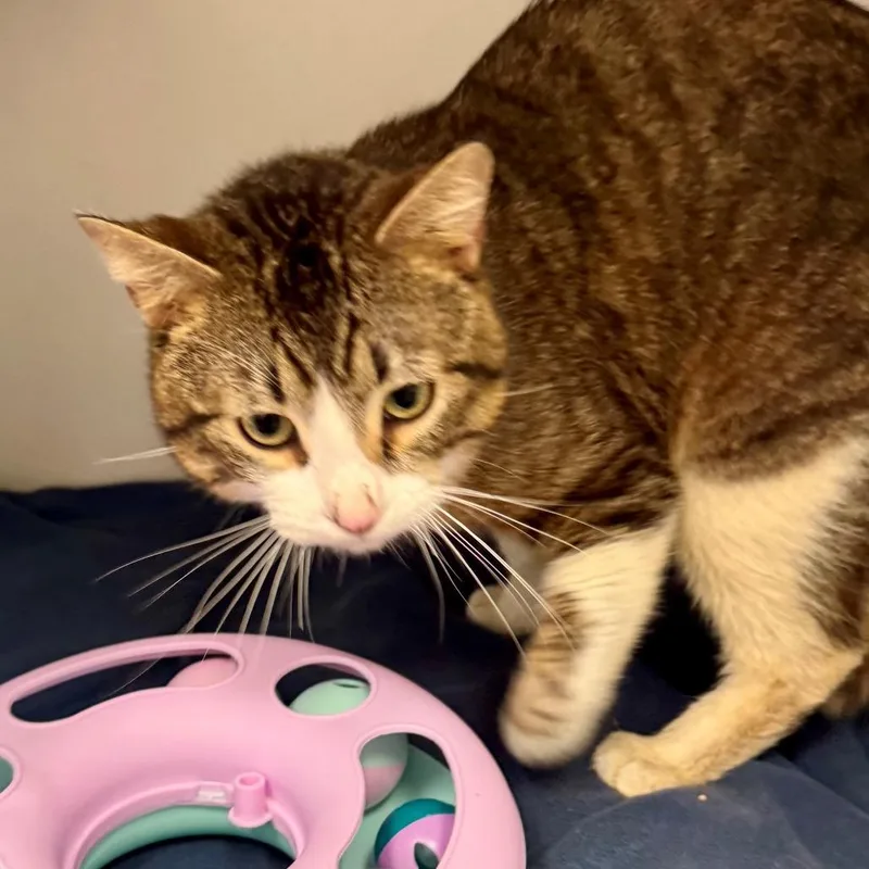 An adult large-sized male Brown / Chocolate Domestic Short Hair cat named Zuzu for adoption in Hawthorne, CA