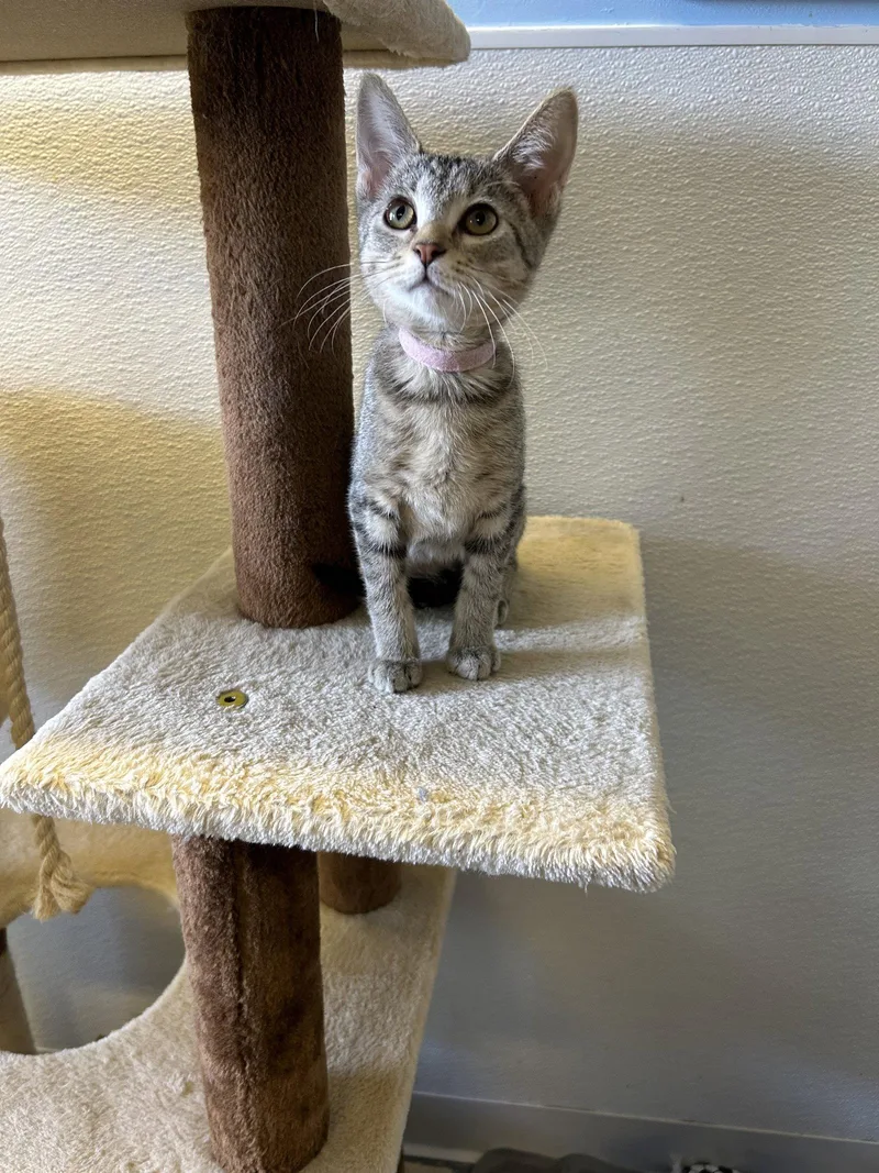 A baby small-sized female Domestic Short Hair cat named Lucy for adoption in Steeleville, IL