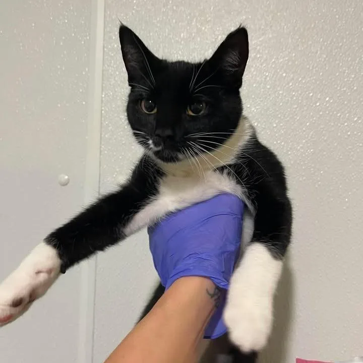 A young medium-sized female Black Domestic Short Hair cat named Madam Mim for adoption in Winthrop, ME