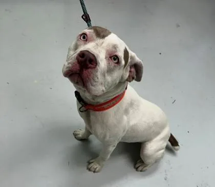 A young large-sized female Pit Bull Terrier dog named Lorna for adoption in Savannah, GA