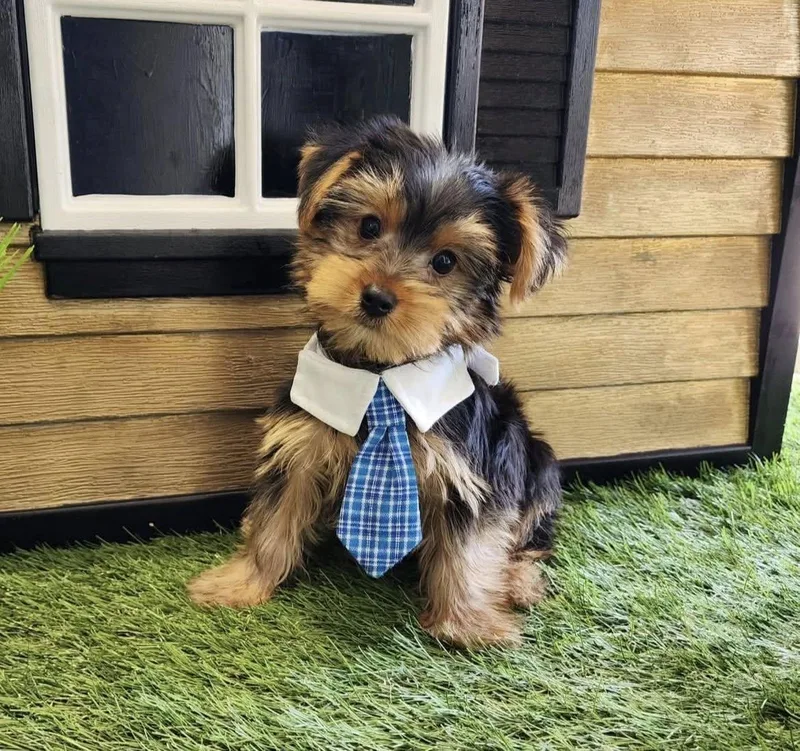 A young small-sized male Yorkshire Terrier dog named Max for adoption in Lakeland, GA