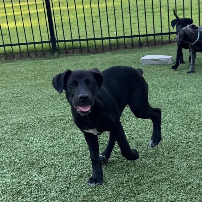 A baby medium-sized female Labrador Retriever dog named Cyndi Song for adoption in Fort Worth, TX