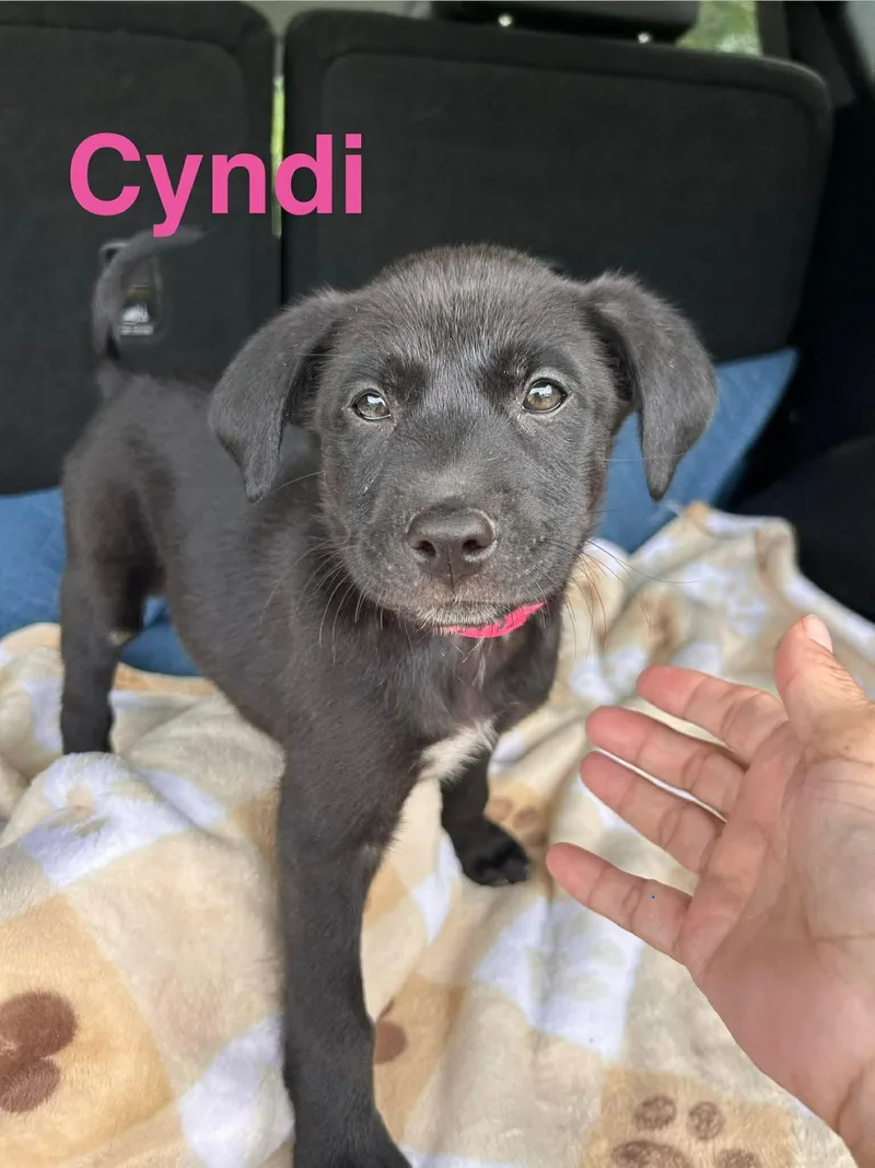 Cyndi Song thumbnail 3