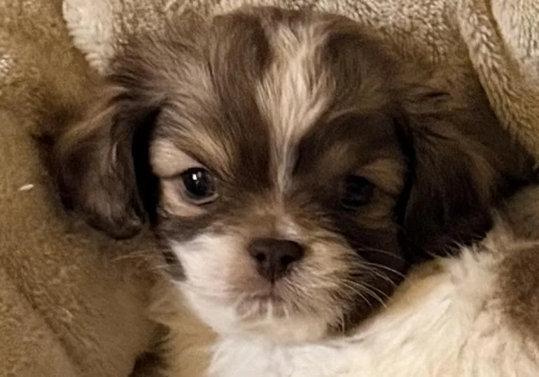 A baby small-sized male Tricolor (Brown, Black, & White) Shih Tzu dog named Otis and Archie for adoption in Cerritos, CA