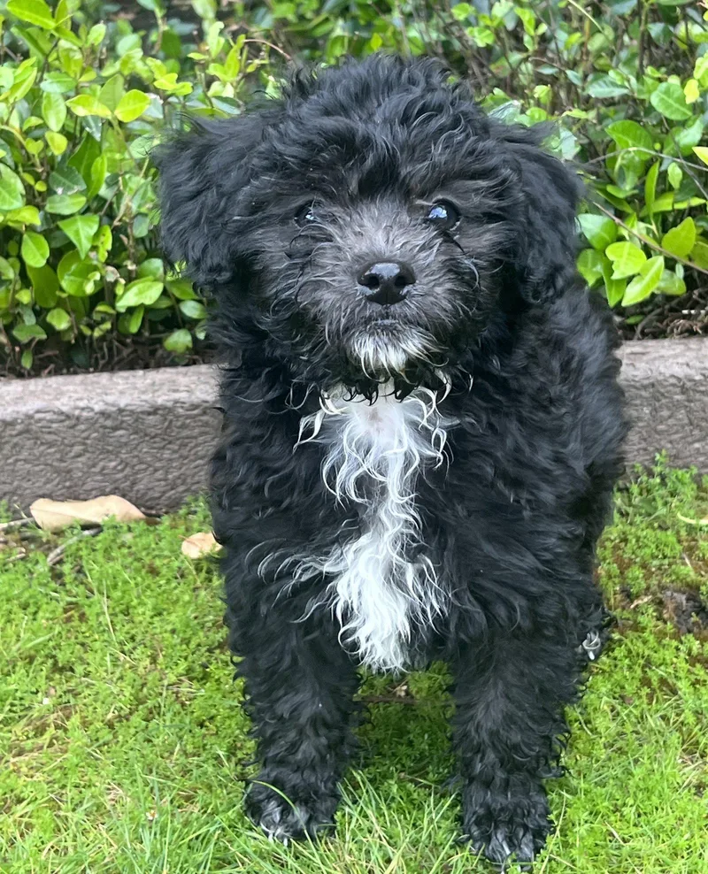 Money: Lira thumbnail 2