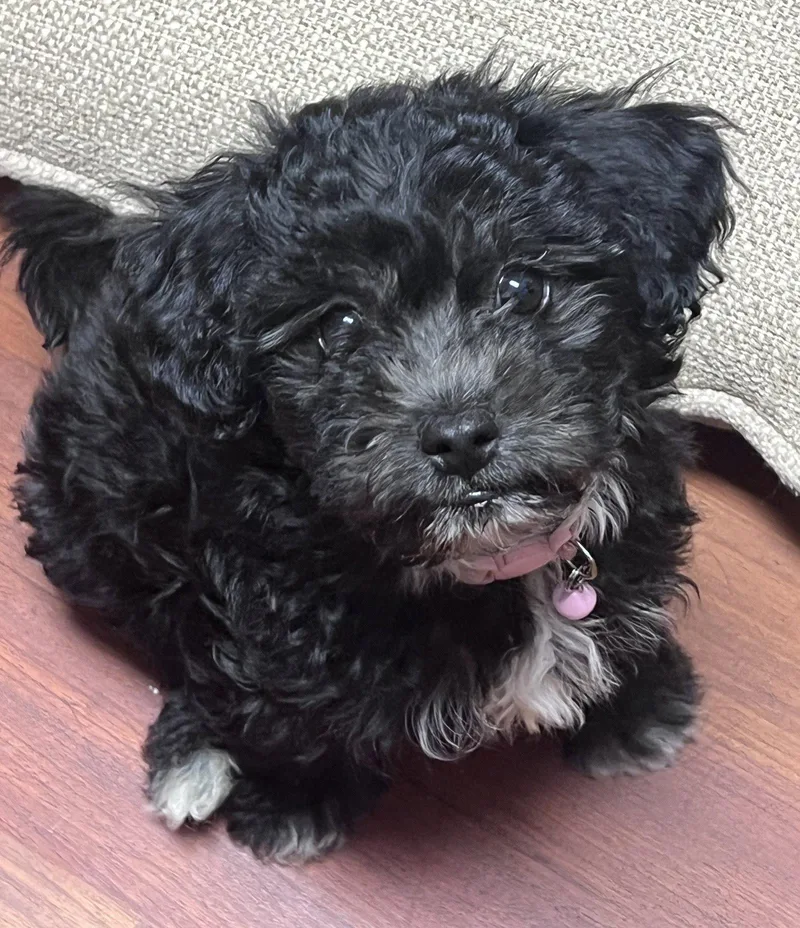 Money: Lira thumbnail 3