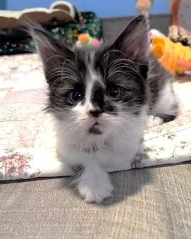 A baby medium-sized male Black & White / Tuxedo Domestic Long Hair cat named Ace for adoption in Rossville, TN
