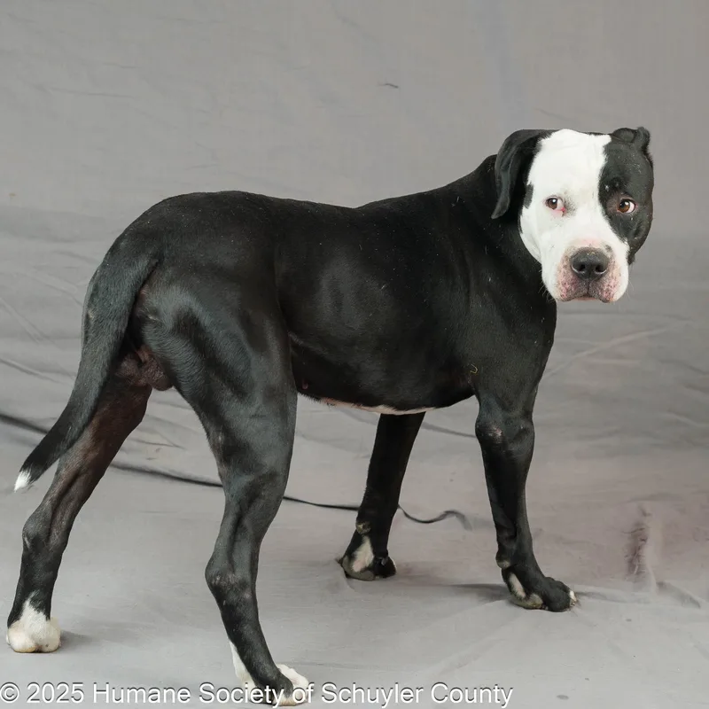 Mr. Magoo thumbnail 4