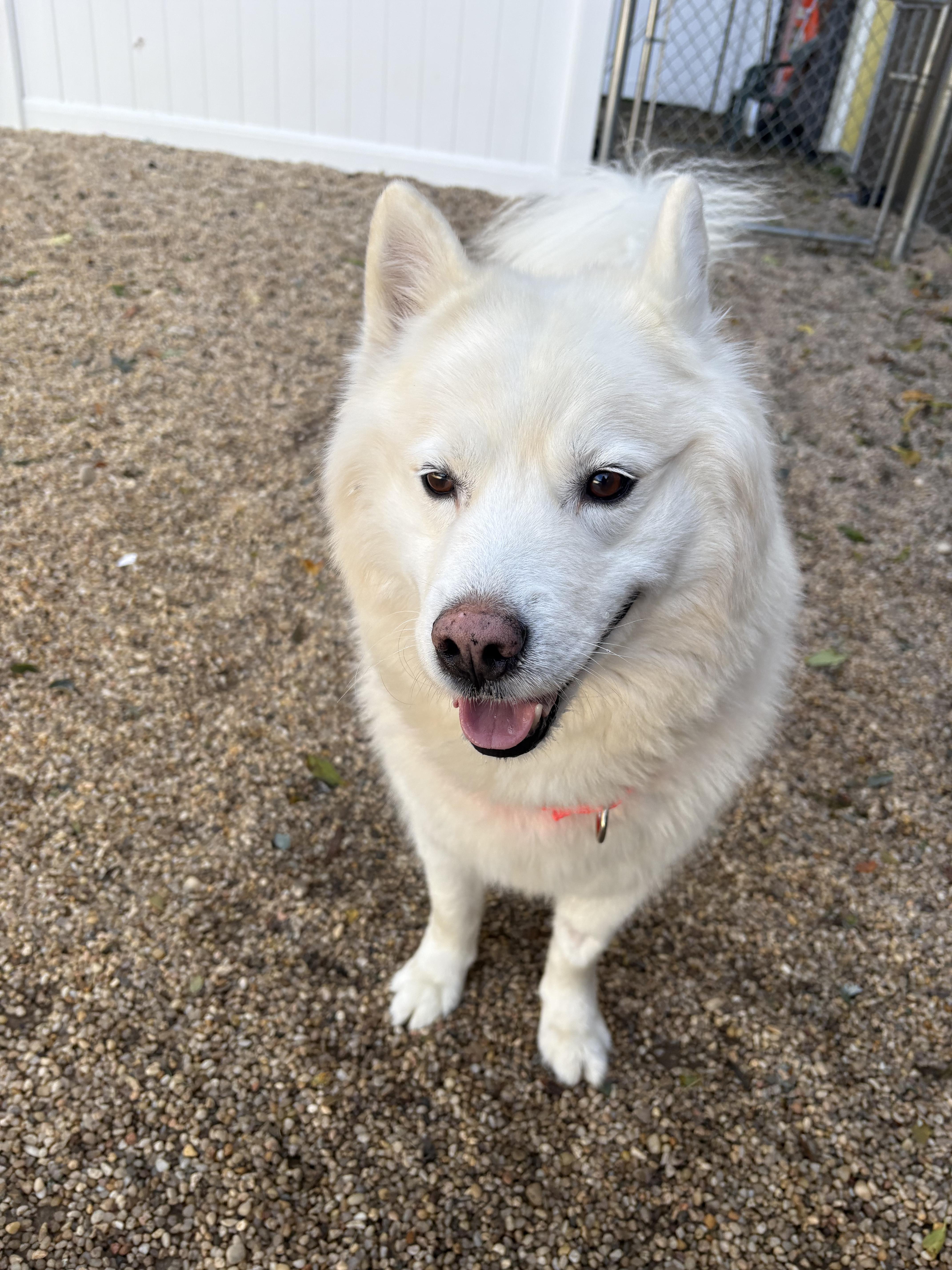 A young medium-sized male White / Cream Husky dog named Whiteout for adoption in Southold, NY