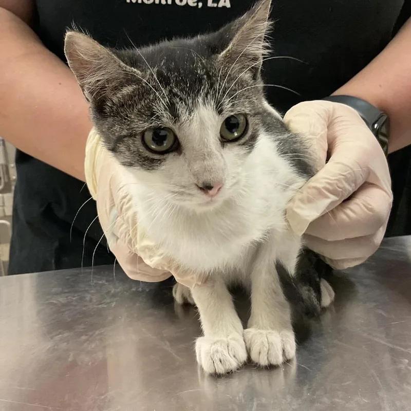 A baby small-sized female Gray / Blue / Silver Domestic Short Hair cat named Kiwi for adoption in Monroe, LA