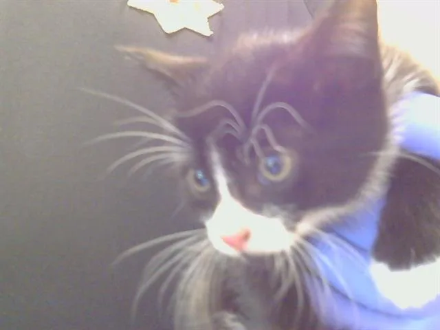A baby small-sized male Domestic Short Hair cat named Dominic for adoption in Sacramento, CA