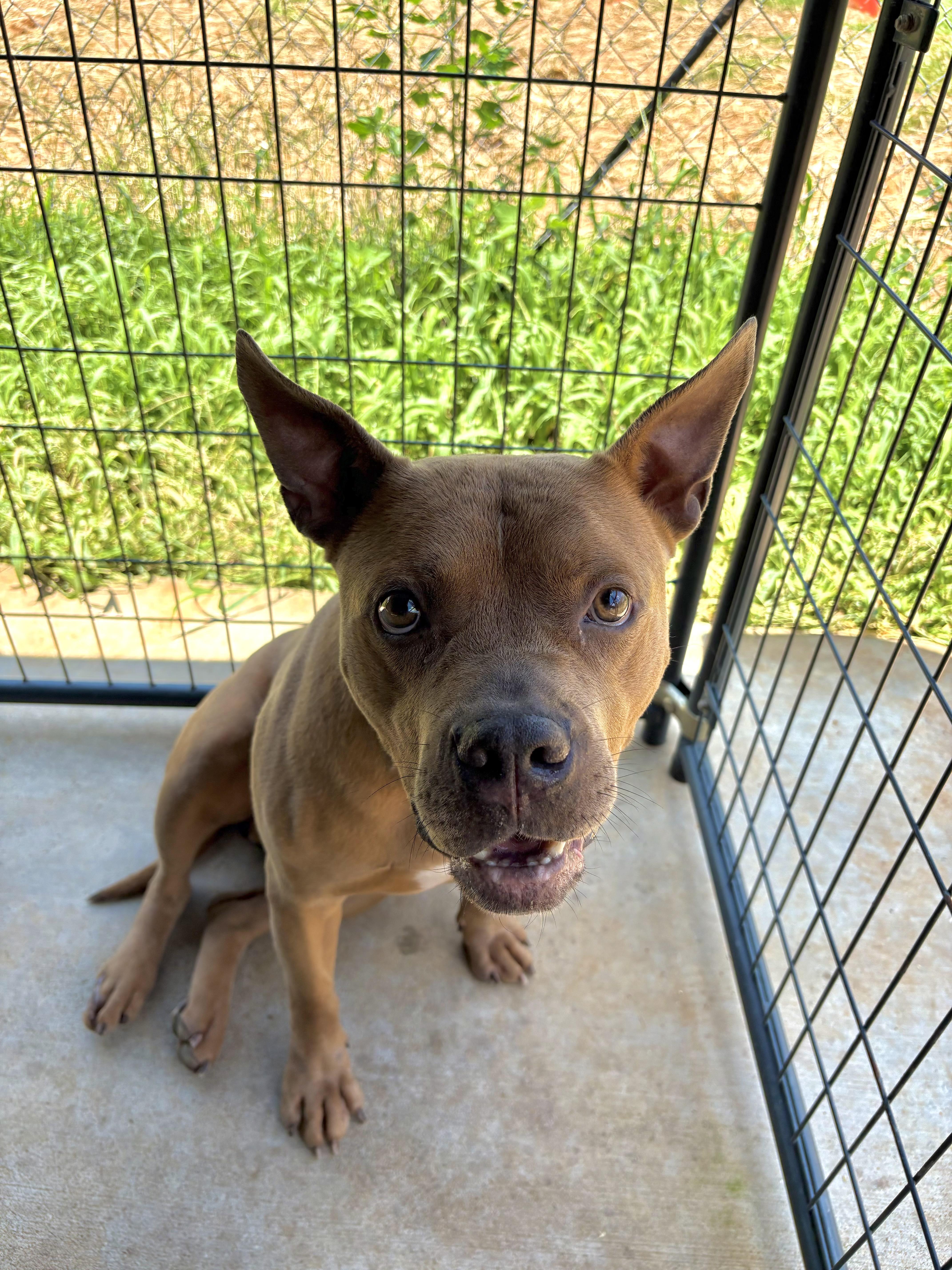 An adult large-sized male Golden Mixed Breed dog named Cain for adoption in Winnsboro, SC