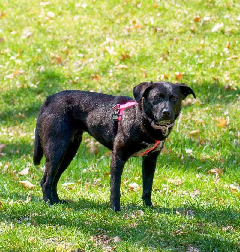 A baby medium-sized female Mixed Breed dog named Fiona for adoption in Savage, MN
