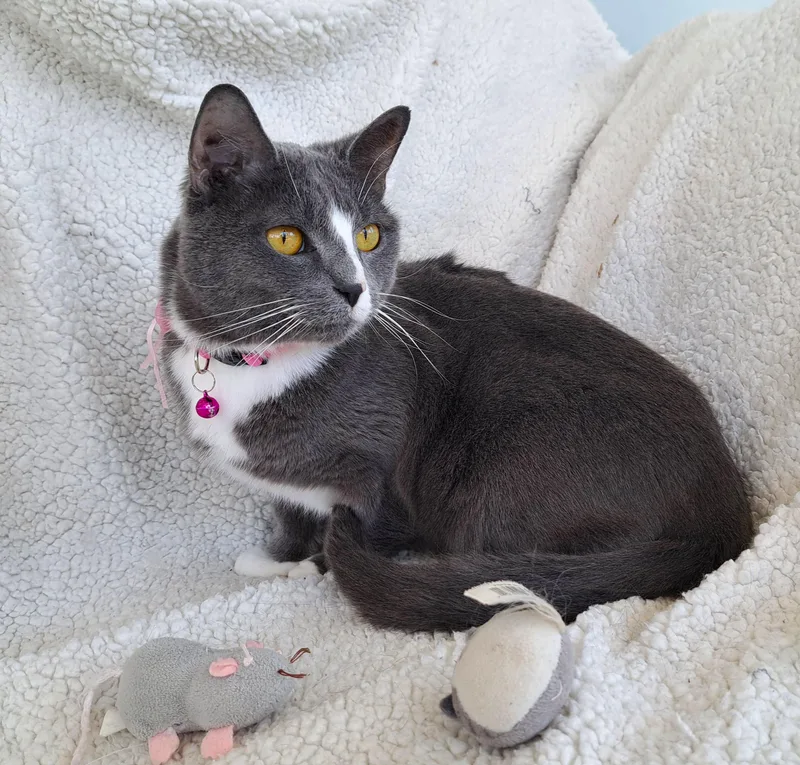 An adult medium-sized female Gray & White Domestic Short Hair cat named Bonnie for adoption in New Albany, OH