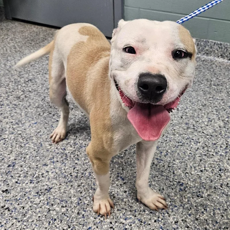 An adult medium-sized female White / Cream American Staffordshire Terrier dog named Lani for adoption in Greenville, SC
