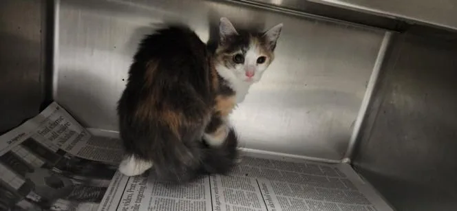 An adult small-sized female Domestic Short Hair cat named Pasionfruit for adoption in Chatsworth, CA