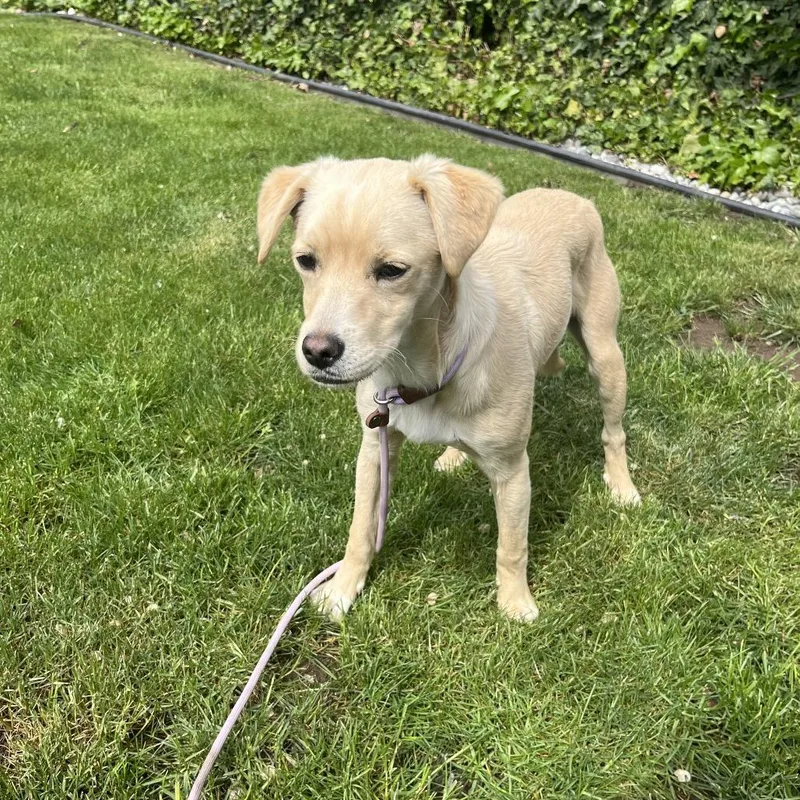 An adult small-sized male White / Cream Terrier dog named Summit for adoption in Cashmere, WA