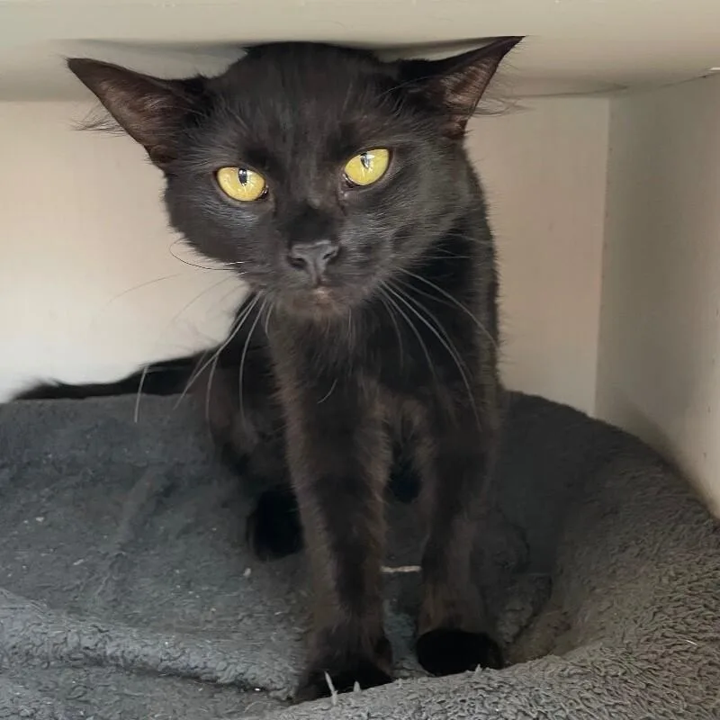 An adult medium-sized female Domestic Long Hair cat named Sandy for adoption in Roanoke, VA